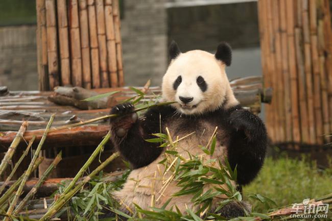 这群成都汉兰达车主去亲近大熊猫 结果…_车讯