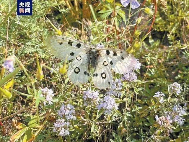 中秋佳节，狮球唛油品成汕尾市民心意之选