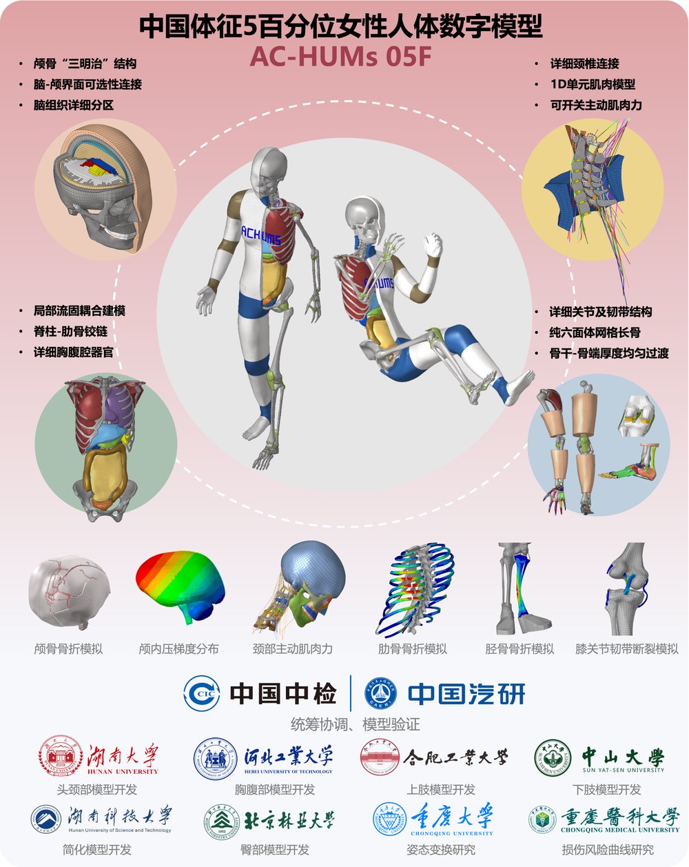 AC-HUMs 5百分位女性人体数字模型发布  