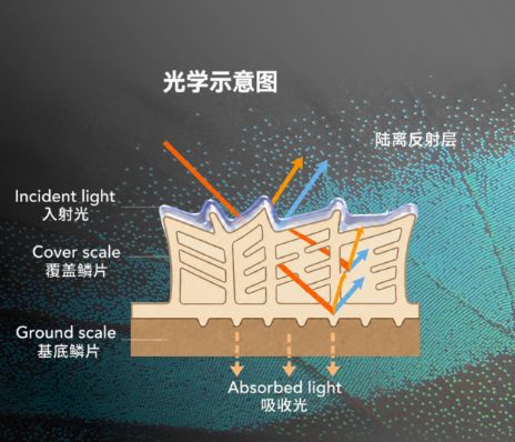 FlexiShield固驰蓝闪幻蝶PLUS，新一代反射光学膜